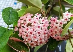 Phong thuỷ: Loài hoa thu hút tài lộc, hương thơm ngọt ngào trồng một cây hoa nở suốt ba mùa