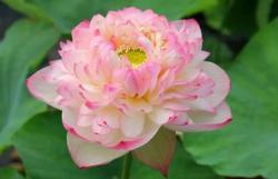 Vận may năm 2026 gọi tên 5 cung hoàng đạo sung túc quanh năm