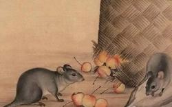 Tử vi năm 2023 Quý Mão: Định mệnh 2 con giáp Tam Tai xui xẻo, làm gì cũng khó