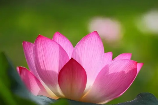 Đều đặn bay lên! Bốn con giáp này không thể ngăn cản vận may của bạn trong năm nay, và vị trí của bạn không thể ngồi yên