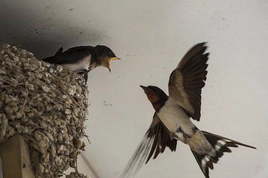 Giải mã hiện tượng: Chim làm tổ trong nhà, trên mái nhà có điềm gì, là tốt hay xấu?